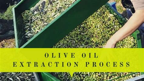 How to Choose the Right Olive Oil Processing Machine?